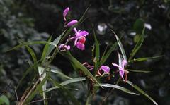 Sobralia dichotoma