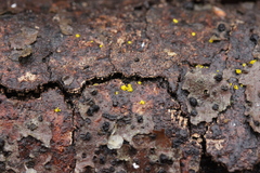 Calycina claroflava