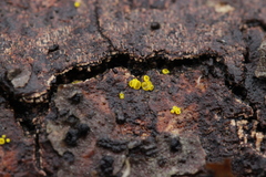 Calycina claroflava