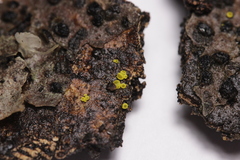Calycina claroflava