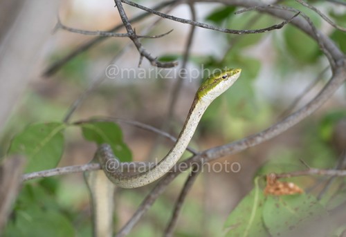 Usambara Vine Snake