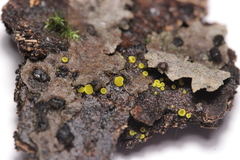 Calycina claroflava