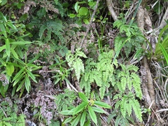 Adiantum fulvum