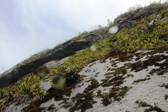 Tillandsia machupicchuensis