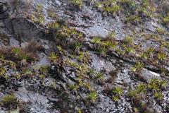 Tillandsia machupicchuensis