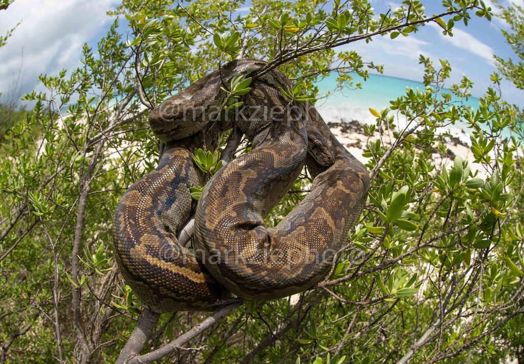 Common Pythons in September 2018 by markzie · iNaturalist