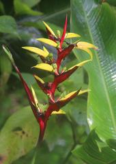 Heliconia subulata