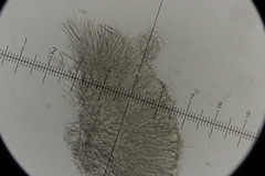 Calycina claroflava