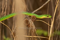 Philothamnus punctatus