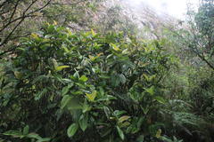 Condaminea corymbosa