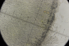 Calycina claroflava