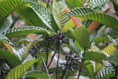 Condaminea corymbosa