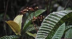 Condaminea corymbosa