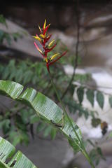 Heliconia subulata