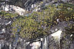 Tillandsia machupicchuensis