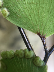 Adiantum fulvum