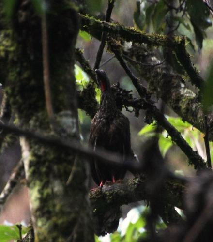 Andean Guan