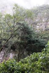 Podocarpus glomeratus