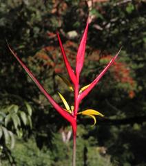 Heliconia subulata