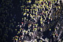 Tillandsia machupicchuensis