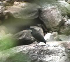 Tigrisoma fasciatum