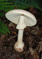 Amanita ochrophylla