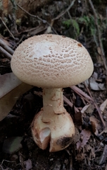 Amanita ochrophylla