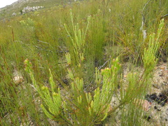 Leucadendron olens