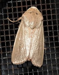 Leucania abdominalis