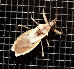 Dulitocoris usingeri