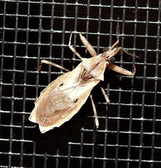 Dulitocoris usingeri