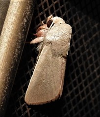 Leucania abdominalis