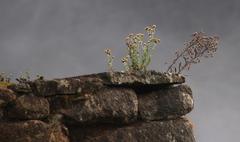 Pseudognaphalium dysodes