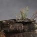 Pseudognaphalium dombeyanum - Photo (c) Tony Rebelo, some rights reserved (CC BY-SA), uploaded by Tony Rebelo