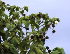 Abutilon sylvaticum