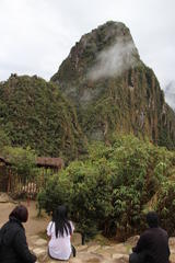 Podocarpus glomeratus