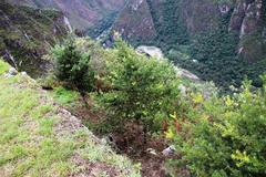 Podocarpus glomeratus