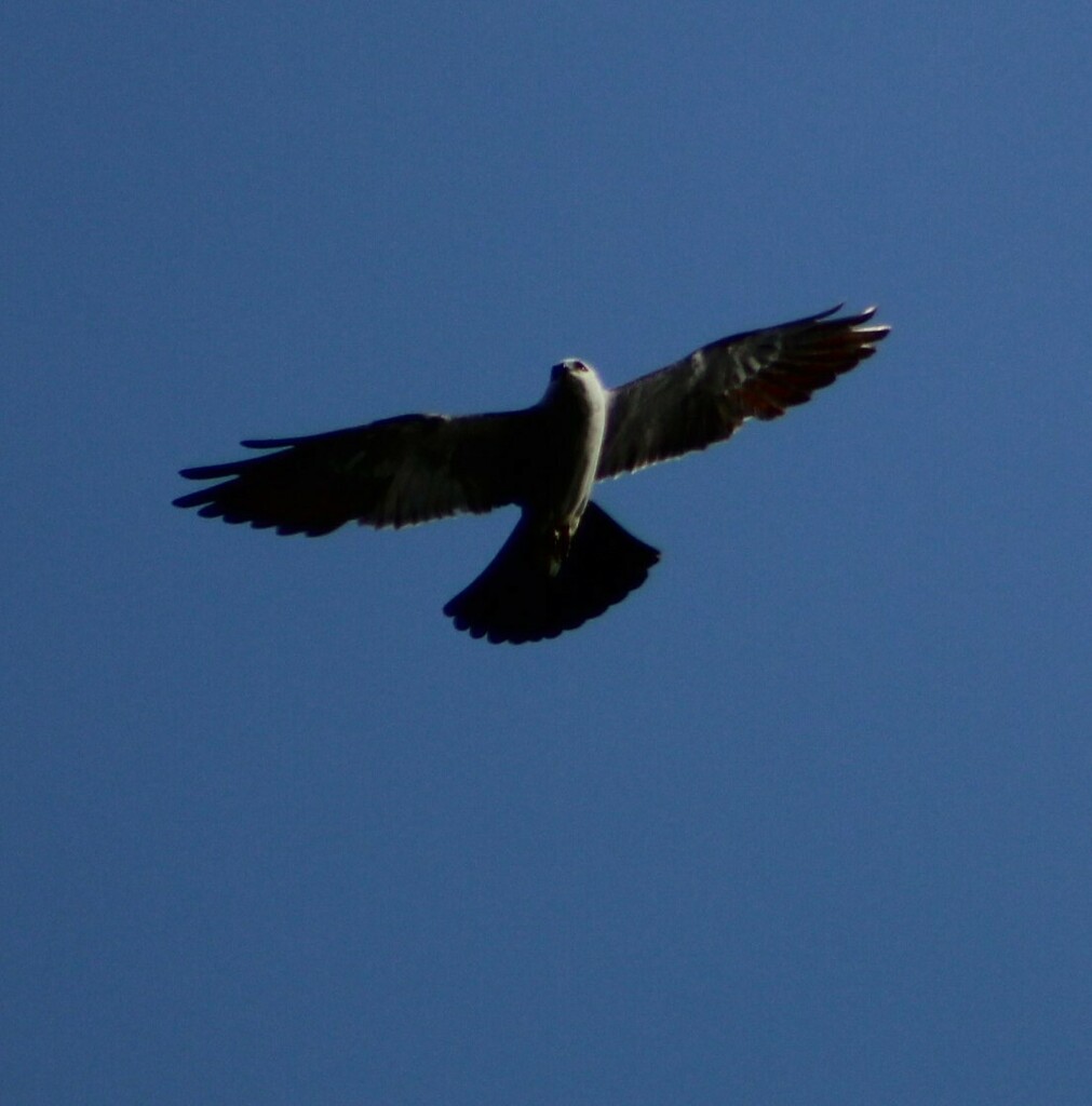 Mississippi Kite from Decatur County, GA, USA on August 7, 2020 at 04