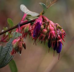 Brachyotum grisebachii