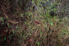 Brachyotum grisebachii