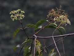 Viburnum hallii