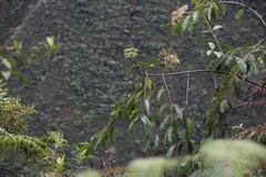Viburnum hallii