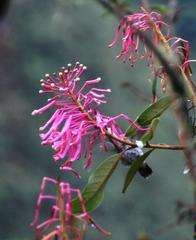 Elliotomyia viridicauda