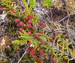 Microcachrys tetragona