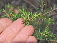 Styphelia margarodes, photograph Scott W. Gavins, CC BY, iNaturalist via GBIF
