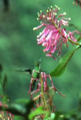 Elliotomyia viridicauda