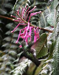 Elliotomyia viridicauda