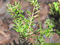 Styphelia margarodes, photograph Scott W. Gavins, CC BY, iNaturalist via GBIF