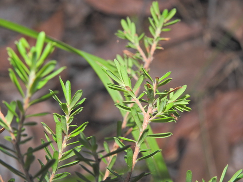 Styphelia margarodes, photograph 3