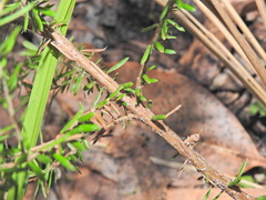 Styphelia margarodes, photograph Scott W. Gavins, CC BY, iNaturalist via GBIF